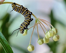 Click on the picture to go to our Monarch Caterpillars page