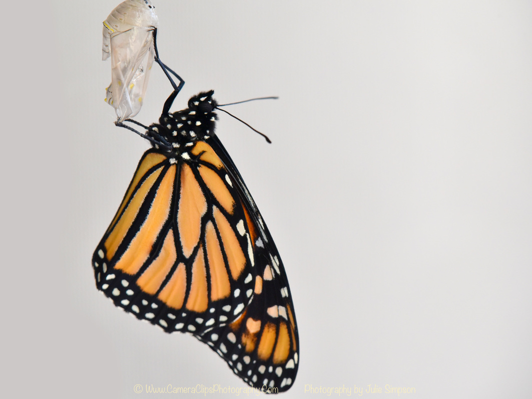Male Monarch butterfly emerged after 30 days in the chrysalis