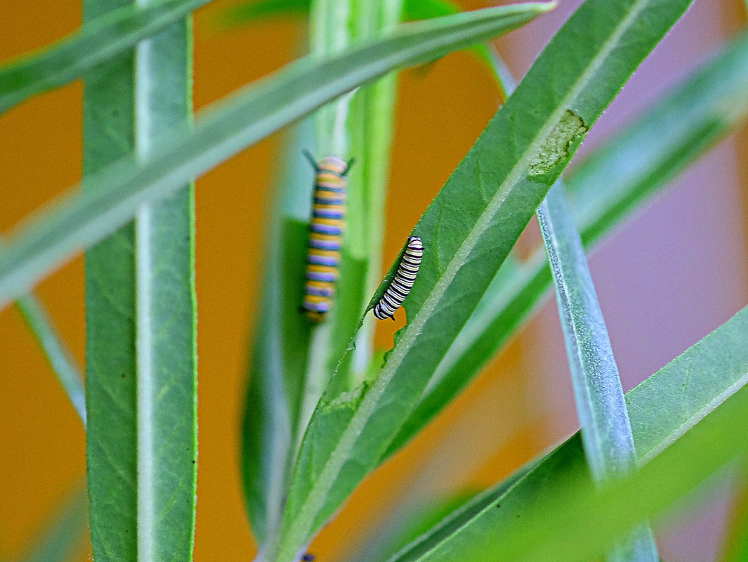 Tiny caterpillar growing