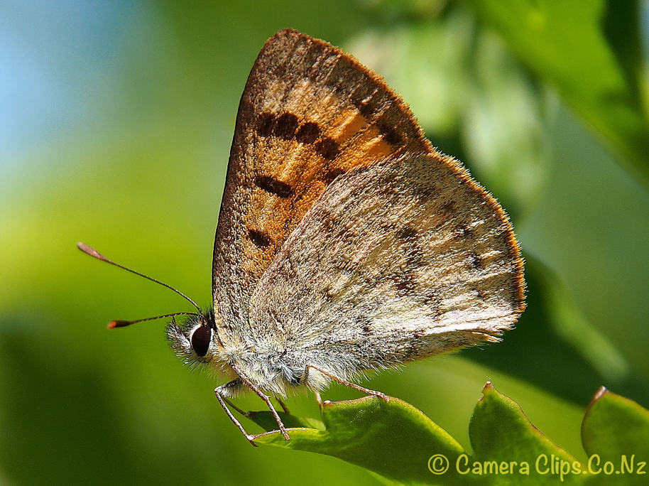 Common Copper Butterfly (Lycaena salustius)