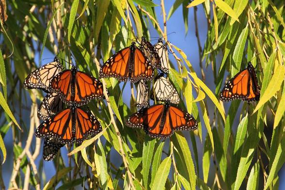 Cluster of 12 Monarchs
