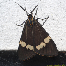 Magpie Moth female