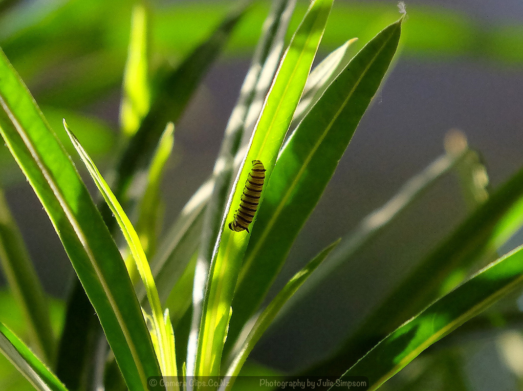 Caterpillar 4mm long