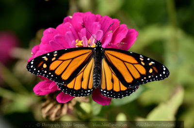 Sweet Messenger - Monarch Butterfly – Chala Group