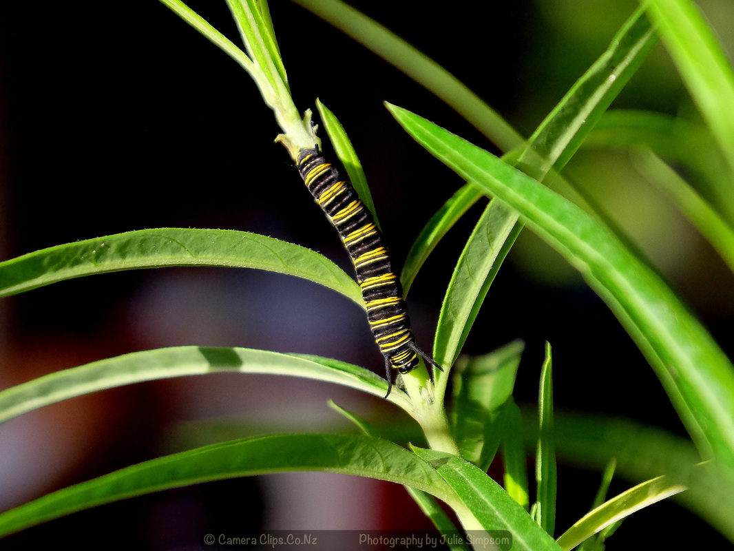 Caterpillar 15 mm long