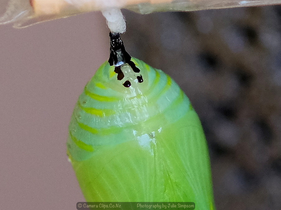 Monarch Chrysalis 2 - is this a female?