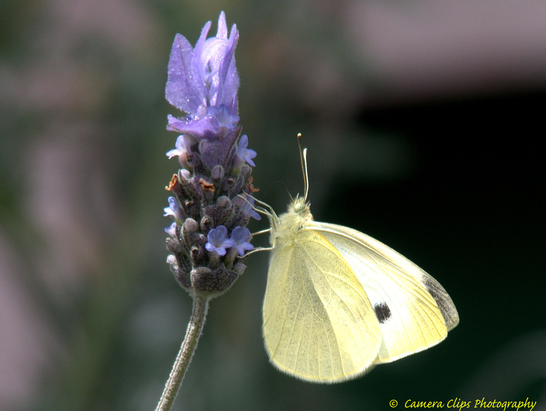 Cabbage White on lavender