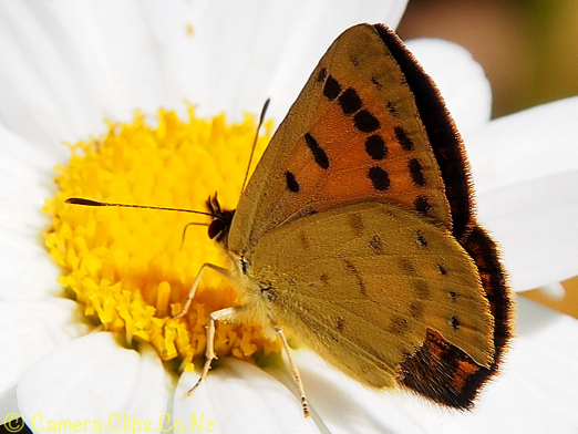 Common Copper Butterfly (Lycaena salustius)