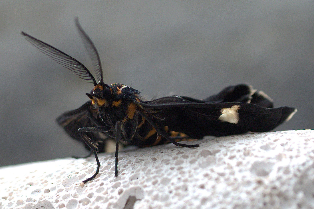 Magpie Moth male