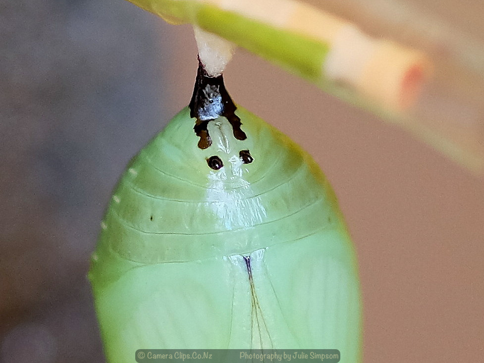 Monarch Chrysalis 1 - is this a female?