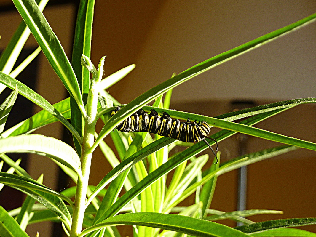 Small caterpillar
