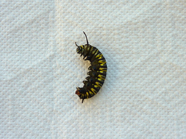 Dead caterpillar