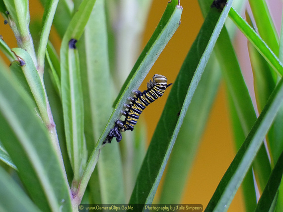 Small caterpillar 15mm long