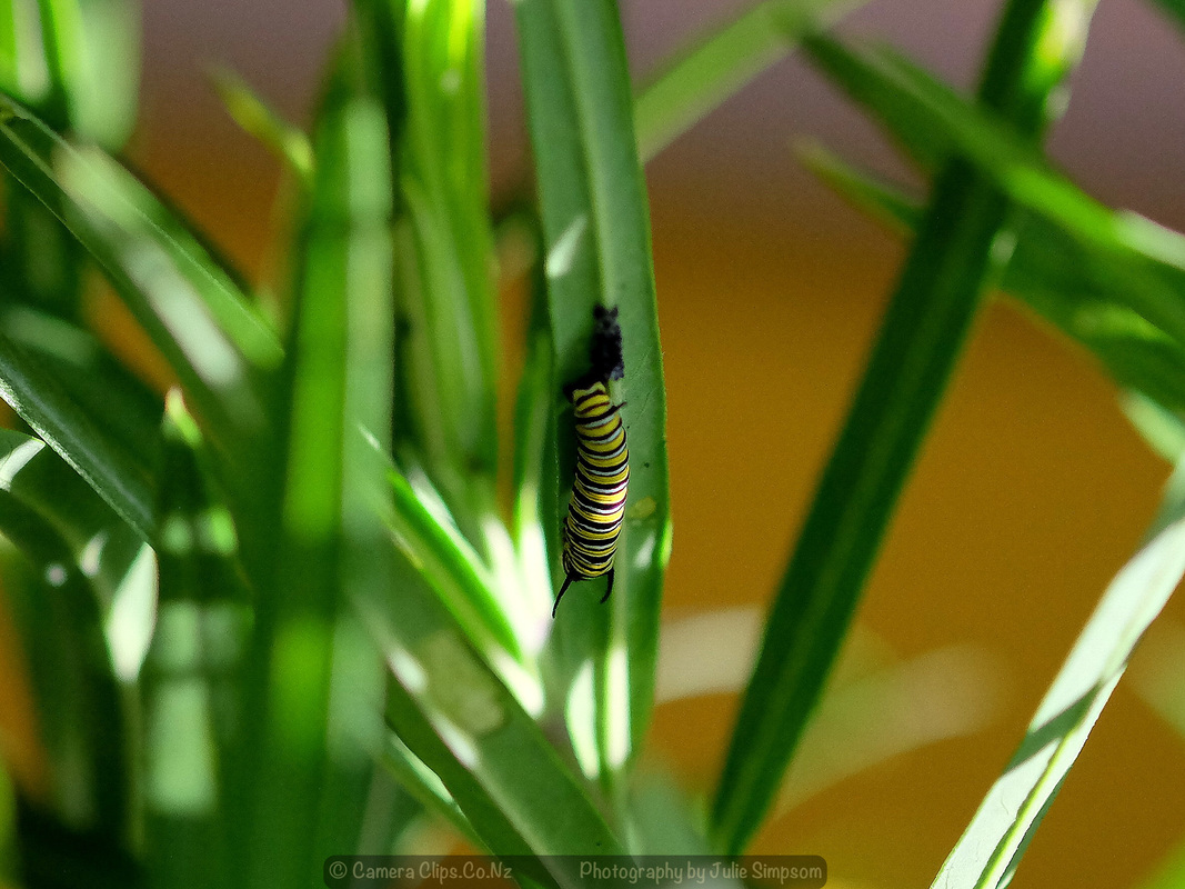 Caterpillar 7 mm long