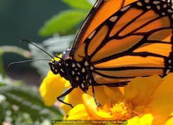 Click on the picture to see our Monarch Butterflies photographs